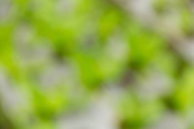 Akıllı tarım teknikleri hidroponik salata sebze kırmızı meşe yeşili marul taze sürdürülebilir üretim sürdürülebilir tarım sürdürülebilir yerel halkın sağlıklı beslenme desteğini teşvik eder..