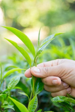 Taze yeşil çay hasadı üzerine kurulu iş konsepti organik çiftliği yeşil bahçeli sağlıklı bitki ağacı yapraklı eko bitkisel çiftçi yaprağı bulanık bitki örtüsü doğal bitkisel bitki örtüsü