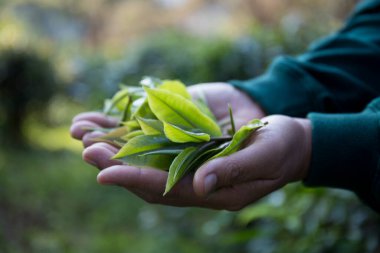Taze yeşil çay hasadı üzerine kurulu iş konsepti organik çiftliği yeşil bahçeli sağlıklı bitki ağacı yapraklı eko bitkisel çiftçi yaprağı bulanık bitki örtüsü doğal bitkisel bitki örtüsü
