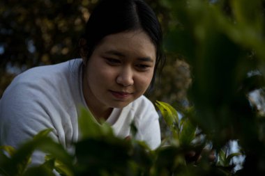 Taze yeşil çay hasadı üzerine kurulu iş konsepti organik çiftliği yeşil bahçeli sağlıklı bitki ağacı yapraklı eko bitkisel çiftçi yaprağı bulanık bitki örtüsü doğal bitkisel bitki örtüsü