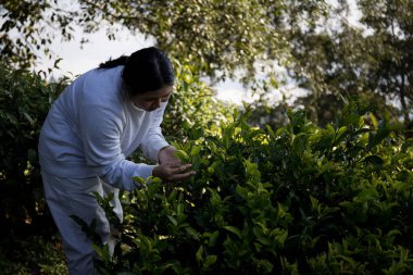 Taze yeşil çay hasadı üzerine kurulu iş konsepti organik çiftliği yeşil bahçeli sağlıklı bitki ağacı yapraklı eko bitkisel çiftçi yaprağı bulanık bitki örtüsü doğal bitkisel bitki örtüsü