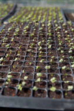 Akıllı tarım tohumu yeşillik ot teknikleri sağlar hidroponik salata sebzeler taze sürdürülebilir tarım sağlıklı beslenme desteği sağlar yerel toplum gmo olmayan çiftçi