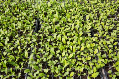 Akıllı tarım tohumu yeşillik ot teknikleri sağlar hidroponik salata sebzeler taze sürdürülebilir tarım sağlıklı beslenme desteği sağlar yerel toplum gmo olmayan çiftçi