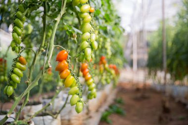 Akıllı tarım teknikleri hidroponik salata teknolojisi domates kırmızısı yeşil taze sürdürülebilir tarım sağlama sağlıklı beslenme desteği yerel çiftçiler gmo olmayan