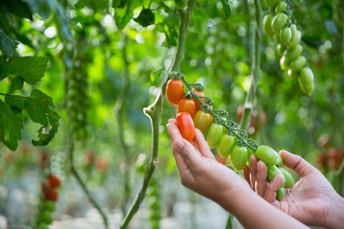 Akıllı tarım teknikleri hidroponik salata teknolojisi domates kırmızısı yeşil taze sürdürülebilir tarım sağlama sağlıklı beslenme desteği yerel çiftçiler gmo olmayan