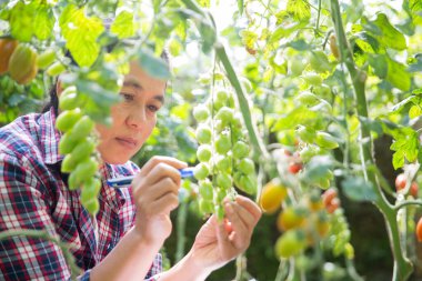 Akıllı tarım teknikleri hidroponik salata teknolojisi domates kırmızısı yeşil taze sürdürülebilir tarım sağlama sağlıklı beslenme desteği yerel çiftçiler gmo olmayan