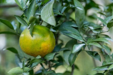 İş dünyasının doğası narenciye bahçesinin etrafında dönüyor. Portakal ağacı büyüyor, canlı, organik yapraklar sersemletici bir zemin oluşturuyor, dallarla dolu gelişen yeşil bir bahçe.