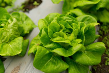 Akıllı tarım teknikleri hidroponik salata sebze kırmızı meşe yeşili marul taze sürdürülebilir üretim sürdürülebilir tarım sürdürülebilir yerel halkın sağlıklı beslenme desteğini teşvik eder..