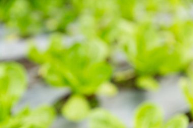 Akıllı tarım teknikleri hidroponik salata sebze kırmızı meşe yeşili marul taze sürdürülebilir üretim sürdürülebilir tarım sürdürülebilir yerel halkın sağlıklı beslenme desteğini teşvik eder..