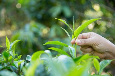 Taze yeşil çay hasadı üzerine kurulu iş konsepti organik çiftliği yeşil bahçeli sağlıklı bitki ağacı yapraklı eko bitkisel çiftçi yaprağı bulanık bitki örtüsü doğal bitkisel bitki örtüsü
