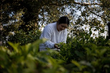 Taze yeşil çay hasadı üzerine kurulu iş konsepti organik çiftliği yeşil bahçeli sağlıklı bitki ağacı yapraklı eko bitkisel çiftçi yaprağı bulanık bitki örtüsü doğal bitkisel bitki örtüsü