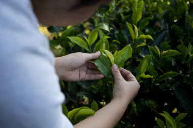 Taze yeşil çay hasadı üzerine kurulu iş konsepti organik çiftliği yeşil bahçeli sağlıklı bitki ağacı yapraklı eko bitkisel çiftçi yaprağı bulanık bitki örtüsü doğal bitkisel bitki örtüsü