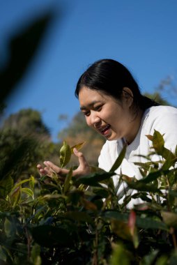 Taze yeşil çay hasadı üzerine kurulu iş konsepti organik çiftliği yeşil bahçeli sağlıklı bitki ağacı yapraklı eko bitkisel çiftçi yaprağı bulanık bitki örtüsü doğal bitkisel bitki örtüsü