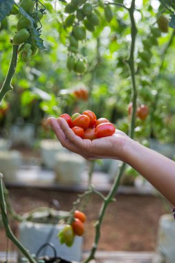 Akıllı tarım teknikleri hidroponik salata teknolojisi domates kırmızısı yeşil taze sürdürülebilir tarım sağlama sağlıklı beslenme desteği yerel çiftçiler gmo olmayan