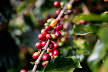 Çiftçi konsepti olgunlaşmış kahve tohumu robusta arabica üzümü. Taze yeşil yapraklı fasulye. Turuncu ekin sarı böğürtlen.