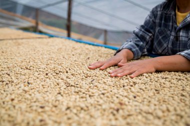 Çiftçi konsepti. Olgun kahve tohumu. Robusta arabica üzümü. Taze yeşil yaprak çekirdeği.