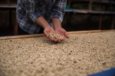 Çiftçi konsepti. Olgun kahve tohumu. Robusta arabica üzümü. Taze yeşil yaprak çekirdeği.