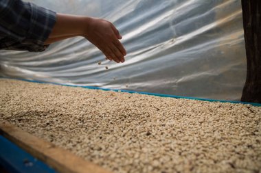 Çiftçi konsepti. Olgun kahve tohumu. Robusta arabica üzümü. Taze yeşil yaprak çekirdeği.
