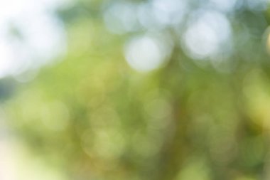 İş konsepti, turunçgil bahçesinin etrafında döner. Portakal ağacı büyür, canlı organik yapraklar sersemletici bir arka plan yaratır. Gelişen olgun dallardan oluşan yeşil bulanık bir bahçe.