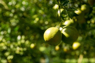 İş dünyasının doğası narenciye bahçesinin etrafında dönüyor. Portakal ağacı büyüyor, canlı, organik yapraklar sersemletici bir zemin oluşturuyor, dallarla dolu gelişen yeşil bir bahçe.