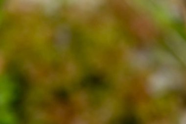 Akıllı tarım teknikleri hidroponik salata sebze kırmızı meşe yeşili marul taze sürdürülebilir üretim sürdürülebilir tarım sürdürülebilir yerel halkın sağlıklı beslenme desteğini teşvik eder..