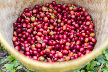 Yakın el hasadı kırmızı kahve tohumu robusta arabica üzümü, kahve çiftliği hasadı. Eller kahve hasadı yapar. Kırmızı böğürtlen eker. Yeşil eko organik çiftlikte taze tohum ağacı yetişir.