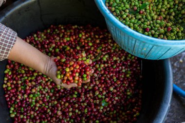 Yakın el hasadı kırmızı kahve tohumu robusta arabica üzümü, kahve çiftliği hasadı. Eller kahve hasadı yapar. Kırmızı böğürtlen eker. Yeşil eko organik çiftlikte taze tohum ağacı yetişir.