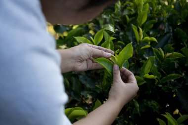 Taze yeşil çay hasadı üzerine kurulu iş konsepti organik çiftliği yeşil bahçeli sağlıklı bitki ağacı yapraklı eko bitkisel çiftçi yaprağı bulanık bitki örtüsü doğal bitkisel bitki örtüsü