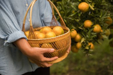 Olgun turuncu tarım kavramı çiftçi, meyve narenciyesi meyve bahçesi mandarin ağacı yetişen organik yapraklar, arka planda yeşil canlı bahçe yaprağı yaprakları, bitki örtüsü, yakın büyüme dalları.