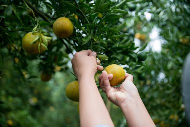 Olgun turuncu tarım kavramı çiftçi, meyve narenciyesi meyve bahçesi mandarin ağacı yetişen organik yapraklar, arka planda yeşil canlı bahçe yaprağı yaprakları, bitki örtüsü, yakın büyüme dalları.