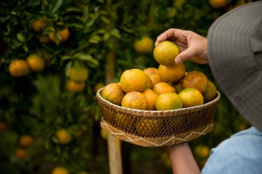 Olgun turuncu tarım kavramı çiftçi, meyve narenciyesi meyve bahçesi mandarin ağacı yetişen organik yapraklar, arka planda yeşil canlı bahçe yaprağı yaprakları, bitki örtüsü, yakın büyüme dalları.