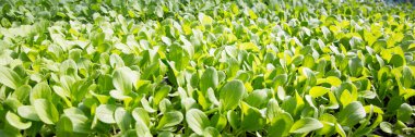 Akıllı tarım tohumu yeşillik ot teknikleri sağlar hidroponik salata sebzeler taze sürdürülebilir tarım sağlıklı beslenme desteği sağlar yerel toplum gmo olmayan çiftçi