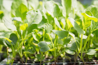 Akıllı tarım tohumu yeşillik ot teknikleri sağlar hidroponik salata sebzeler taze sürdürülebilir tarım sağlıklı beslenme desteği sağlar yerel toplum gmo olmayan çiftçi