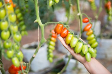 Akıllı tarım teknikleri hidroponik salata teknolojisi domates kırmızısı yeşil taze sürdürülebilir tarım sağlama sağlıklı beslenme desteği yerel çiftçiler gmo olmayan