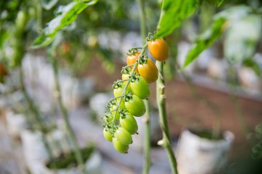 Akıllı tarım teknikleri hidroponik salata teknolojisi domates kırmızısı yeşil taze sürdürülebilir tarım sağlama sağlıklı beslenme desteği yerel çiftçiler gmo olmayan