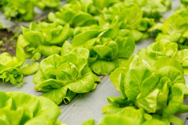 Akıllı tarım teknikleri hidroponik salata sebze kırmızı meşe yeşili marul taze sürdürülebilir üretim sürdürülebilir tarım sürdürülebilir yerel halkın sağlıklı beslenme desteğini teşvik eder..