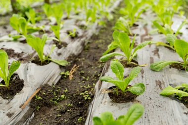 Akıllı tarım teknikleri hidroponik salata sebze kırmızı meşe yeşili marul taze sürdürülebilir üretim sürdürülebilir tarım sürdürülebilir yerel halkın sağlıklı beslenme desteğini teşvik eder..