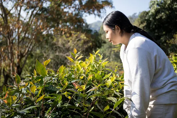 Taze yeşil çay hasadı üzerine kurulu iş konsepti organik çiftliği yeşil bahçeli sağlıklı bitki ağacı yapraklı eko bitkisel çiftçi yaprağı bulanık bitki örtüsü doğal bitkisel bitki örtüsü