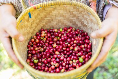 Yakın el hasadı kırmızı kahve tohumu robusta arabica üzümü, kahve çiftliği hasadı. Eller kahve hasadı yapar. Kırmızı böğürtlen eker. Yeşil eko organik çiftlikte taze tohum ağacı yetişir.