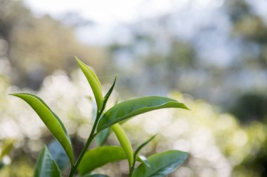 Taze yeşil çay hasadı üzerine kurulu iş konsepti organik çiftliği yeşil bahçeli sağlıklı bitki ağacı yapraklı eko bitkisel çiftçi yaprağı bulanık bitki örtüsü doğal bitkisel bitki örtüsü