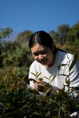 Taze yeşil çay hasadı üzerine kurulu iş konsepti organik çiftliği yeşil bahçeli sağlıklı bitki ağacı yapraklı eko bitkisel çiftçi yaprağı bulanık bitki örtüsü doğal bitkisel bitki örtüsü