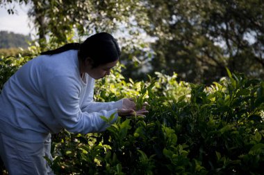 Taze yeşil çay hasadı üzerine kurulu iş konsepti organik çiftliği yeşil bahçeli sağlıklı bitki ağacı yapraklı eko bitkisel çiftçi yaprağı bulanık bitki örtüsü doğal bitkisel bitki örtüsü