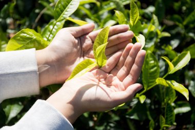Taze yeşil çay hasadı üzerine kurulu iş konsepti organik çiftliği yeşil bahçeli sağlıklı bitki ağacı yapraklı eko bitkisel çiftçi yaprağı bulanık bitki örtüsü doğal bitkisel bitki örtüsü