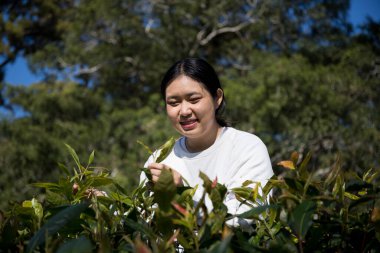 Taze yeşil çay hasadı üzerine kurulu iş konsepti organik çiftliği yeşil bahçeli sağlıklı bitki ağacı yapraklı eko bitkisel çiftçi yaprağı bulanık bitki örtüsü doğal bitkisel bitki örtüsü