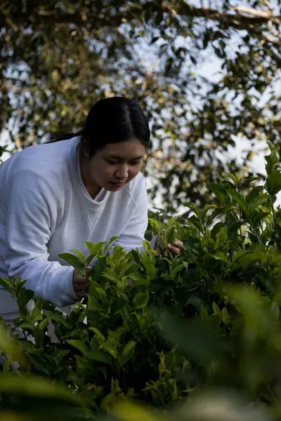 Taze yeşil çay hasadı üzerine kurulu iş konsepti organik çiftliği yeşil bahçeli sağlıklı bitki ağacı yapraklı eko bitkisel çiftçi yaprağı bulanık bitki örtüsü doğal bitkisel bitki örtüsü