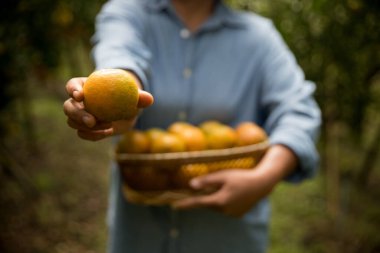 Olgun turuncu tarım kavramı çiftçi, meyve narenciyesi meyve bahçesi mandarin ağacı yetişen organik yapraklar, arka planda yeşil canlı bahçe yaprağı yaprakları, bitki örtüsü, yakın büyüme dalları.