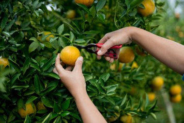 Olgun turuncu tarım kavramı çiftçi, meyve narenciyesi meyve bahçesi mandarin ağacı yetişen organik yapraklar, arka planda yeşil canlı bahçe yaprağı yaprakları, bitki örtüsü, yakın büyüme dalları.