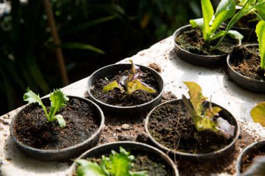 Akıllı tarım teknikleri hidroponik salata sebze kırmızı meşe yeşili marul taze sürdürülebilir üretim sürdürülebilir tarım sürdürülebilir yerel halkın sağlıklı beslenme desteğini teşvik eder..