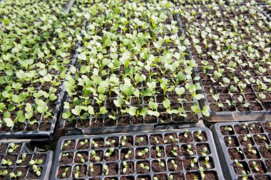 Akıllı tarım tohumu yeşillik ot teknikleri sağlar hidroponik salata sebzeler taze sürdürülebilir tarım sağlıklı beslenme desteği sağlar yerel toplum gmo olmayan çiftçi