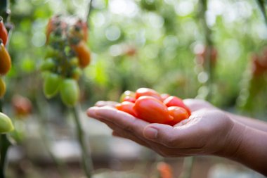 Akıllı tarım teknikleri hidroponik salata teknolojisi domates kırmızısı yeşil taze sürdürülebilir tarım sağlama sağlıklı beslenme desteği yerel çiftçiler gmo olmayan